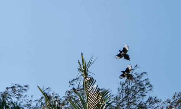 Tapis anti-bruit corde à sauter : l'accessoire indispensable pour le bien-être